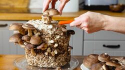 Dari Alam ke Teknologi, Jamur Shiitake Disebut Berpotensi Jadi Pengganti Chip Komputer