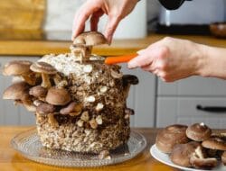 Dari Alam ke Teknologi, Jamur Shiitake Disebut Berpotensi Jadi Pengganti Chip Komputer