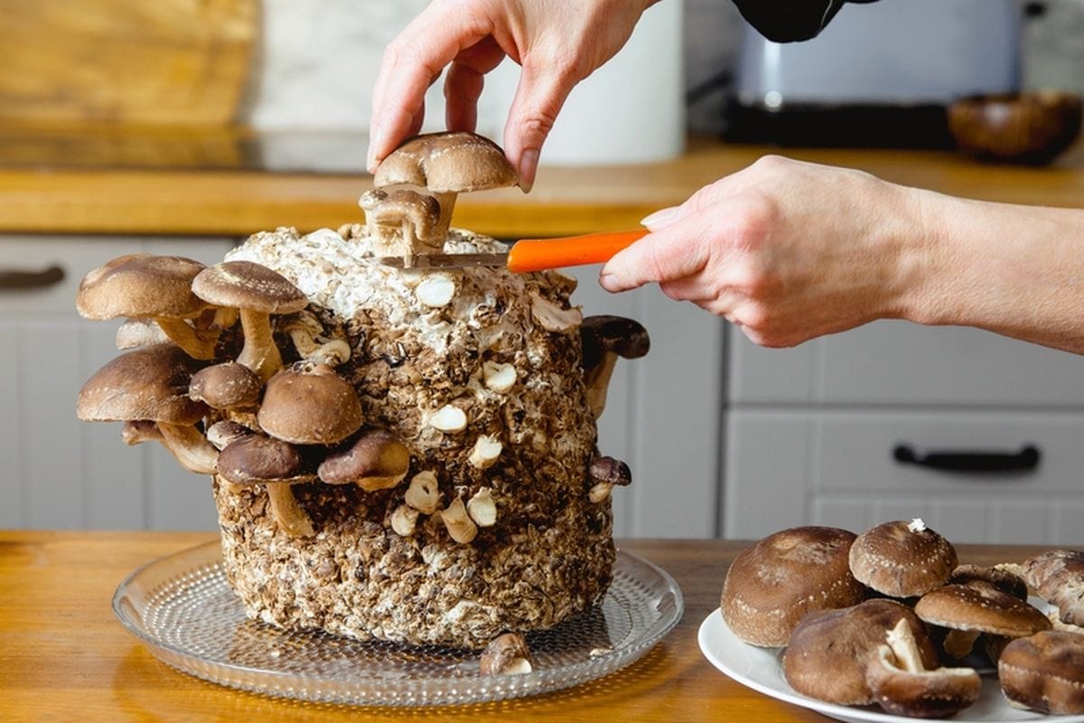 Jamur shiitake membuka peluang baru dalam pengembangan chip komputer